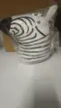 Zebra  A