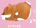 brown shiba puppy