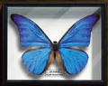 Morpho rhetenor