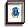 dung beetle blue