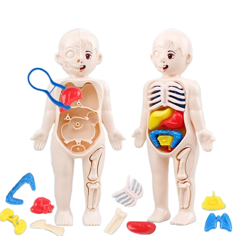 Juego de 13 piezas Montessori de Educación Científica para niños, modelo de anatomía de órgano del cuerpo humano, juguetes médicos ensamblados, herramientas de enseñanza, regalo