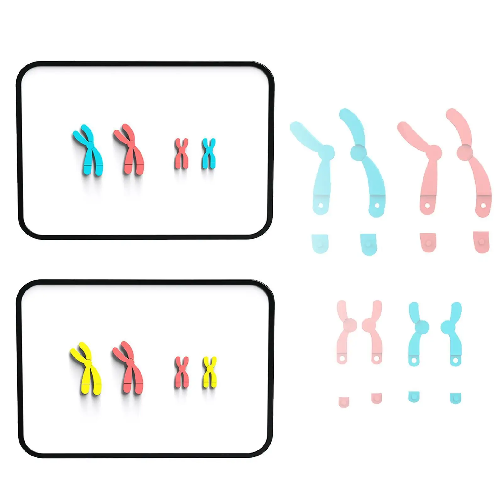 Chromosome Changes Model Teaching Tools Biology Bildungsmeosis Demonstrator