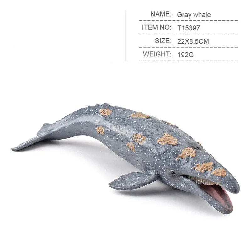 397 gray whale