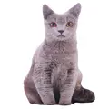 25cm-grey cat