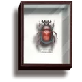dung beetle red