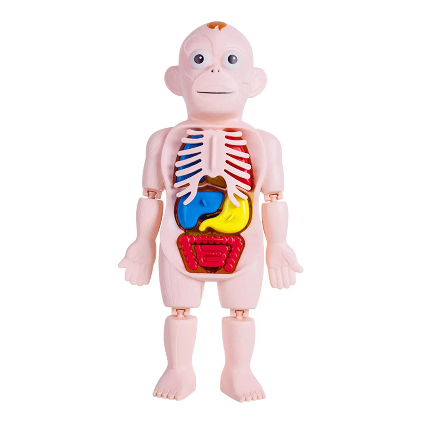 Human Body Model for Kids Removable Organs DIY Toy Teaching Model for Preschool Home Science Learning Children Demonstration