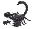 black scorpion