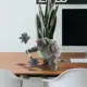 Tortoise  