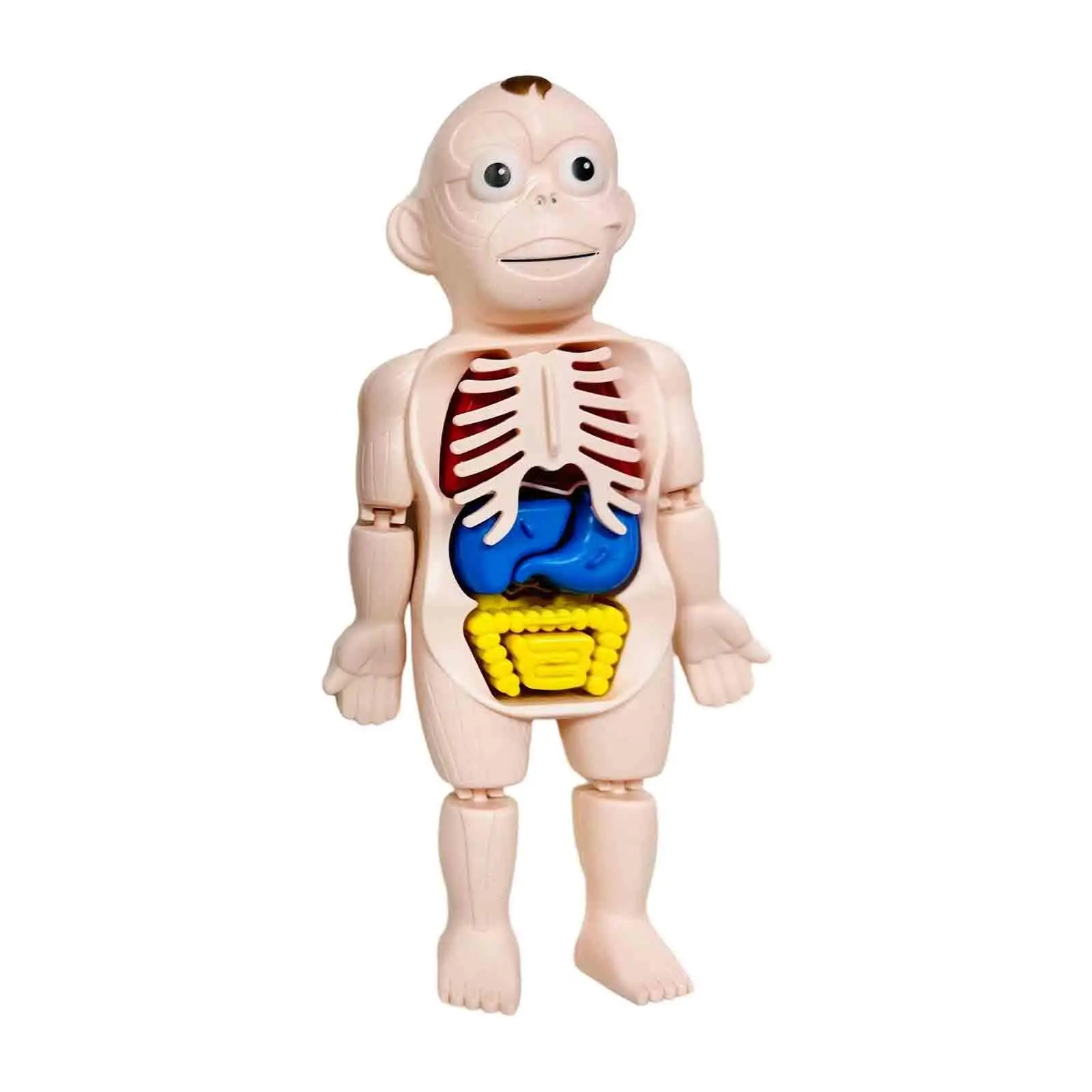 Human Body Puzzle for Kids Interactive Body Parts Organs for Kids Child Fine Motor Skills Home Science Learning Demonstration