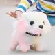 white puppy