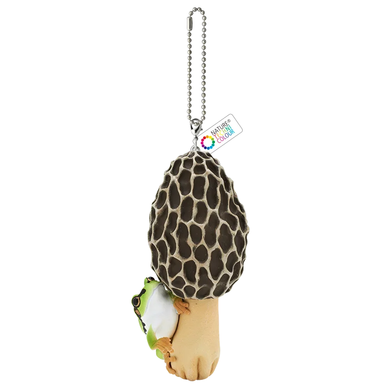 morel BC