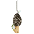 morel BC