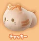 brown tabby cat