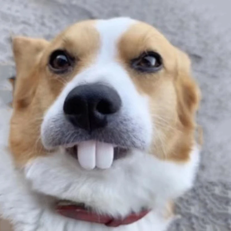 Dientes postizos divertidos para perros, suministros de decoración de mascotas, dentaduras delicadas, Cosplay de Halloween, juguetes de humanos y vampiros