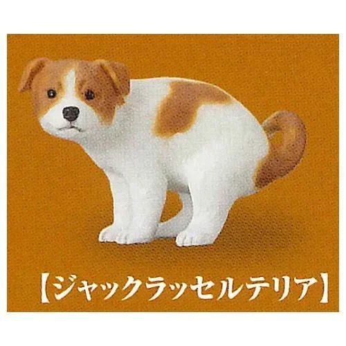 Jack Russell Terrier