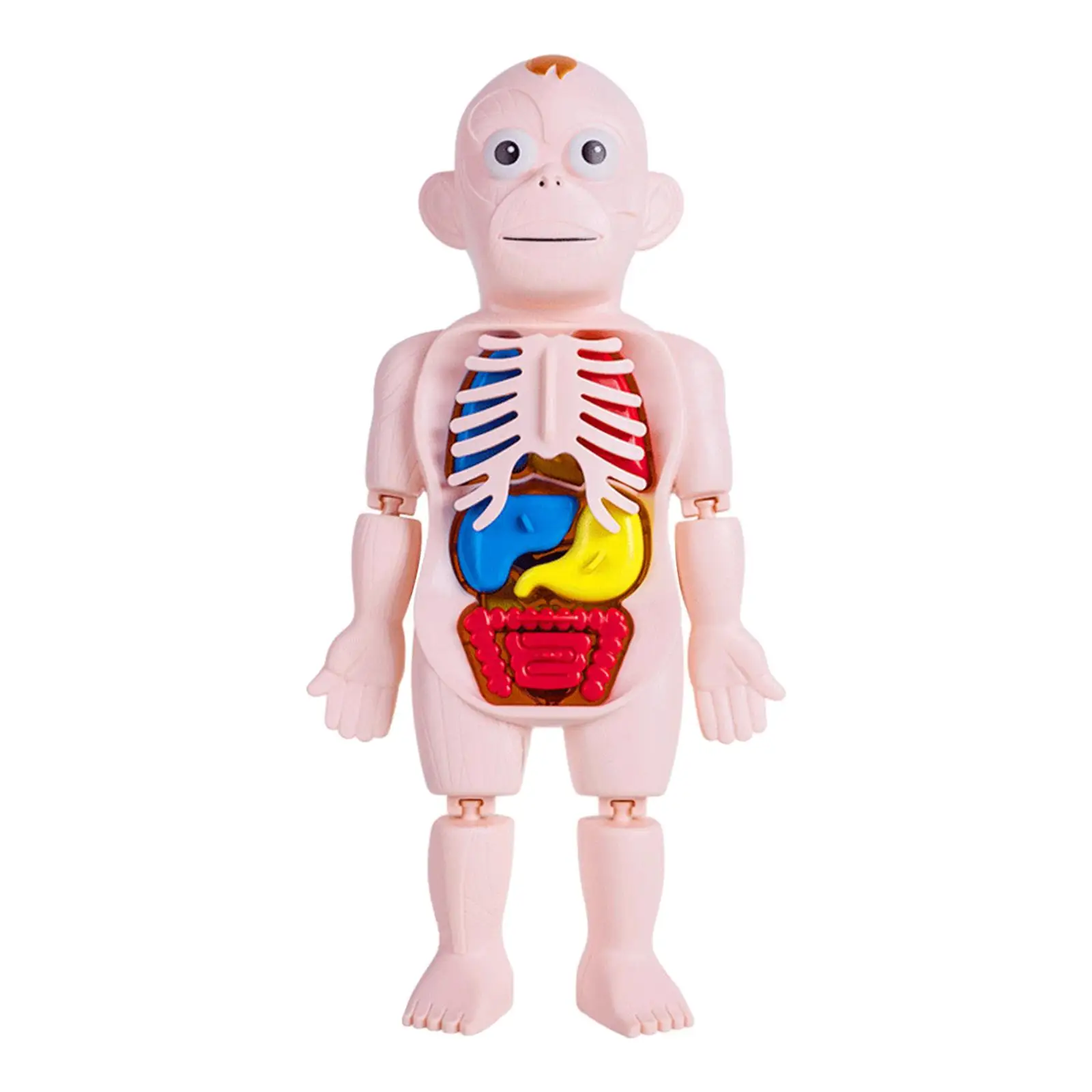 Human Body Model for Kids Removable Organs DIY Toy Teaching Model for Preschool Home Science Learning Children Demonstration