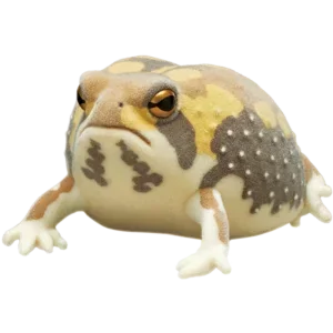 American Frog Orange
