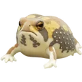American Frog Orange
