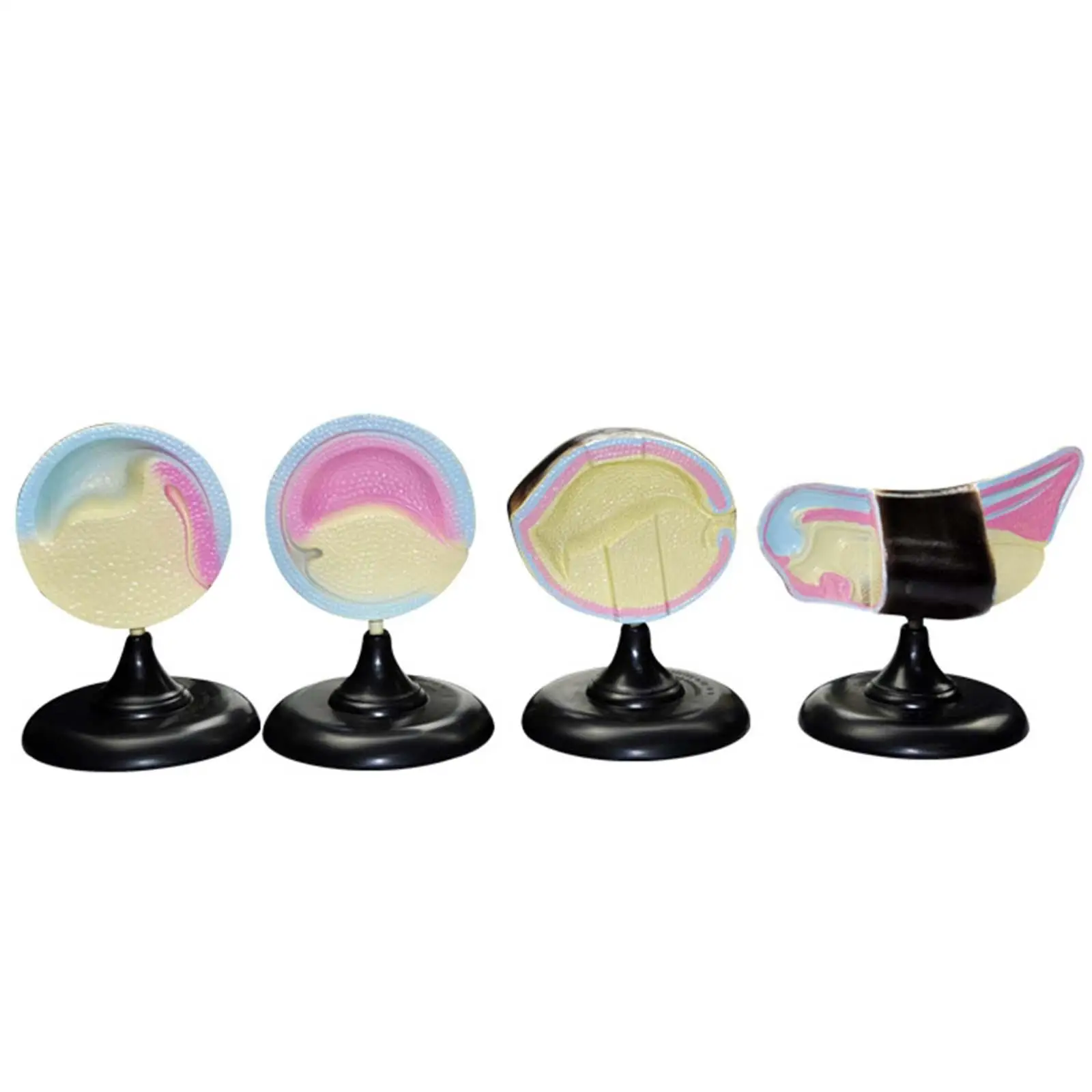 Frog Embryo Realistic Teaching Aids Cognitive Science Educational Toy Teacher Treasure Box Prizes Learning Gifts Kids Anf Teens