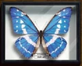 Morpho Cypris
