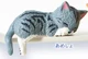 american shorthair