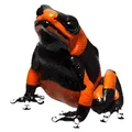 Limani Dart frog
