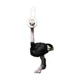 A ostrich