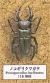 12 Prosopocoilus