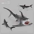 231 white shark