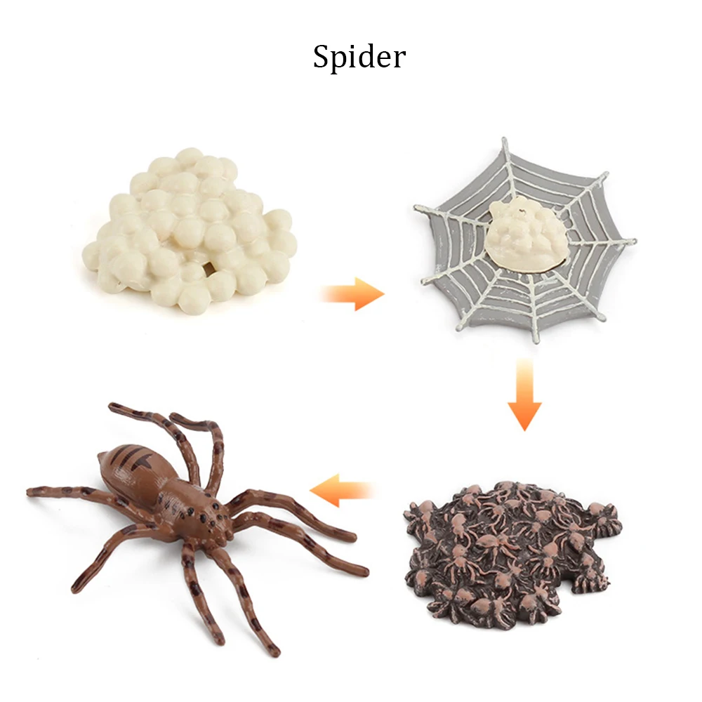 Spider