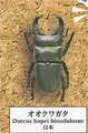 5 Dorcus hopei  