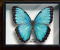Morpho Peleides