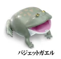 budgett frog