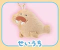 Walrus