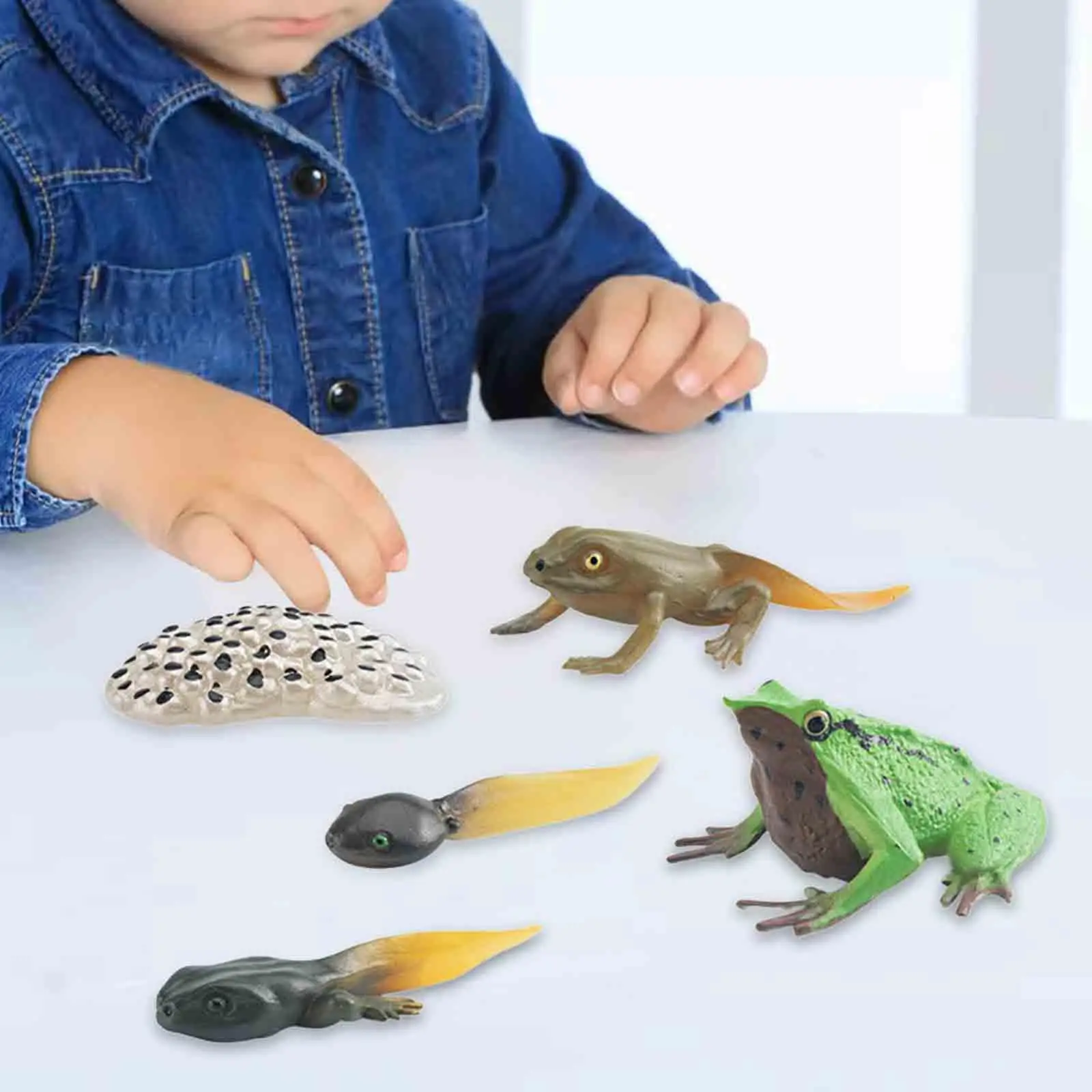 Life Cycle of Frog Toys Science Teaching Tools Animal Figurines Toy Cake Toppers Animal Life Growth Cycle Figure Montessori Toys