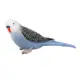 parrot