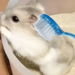 Cepillo suave de aseo para conejos y hámsters