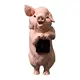 C pig