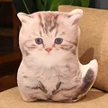 small cat