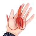 Small squid