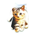Cute cat
