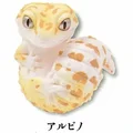 albino leopard Gecko