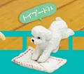 toy poodle