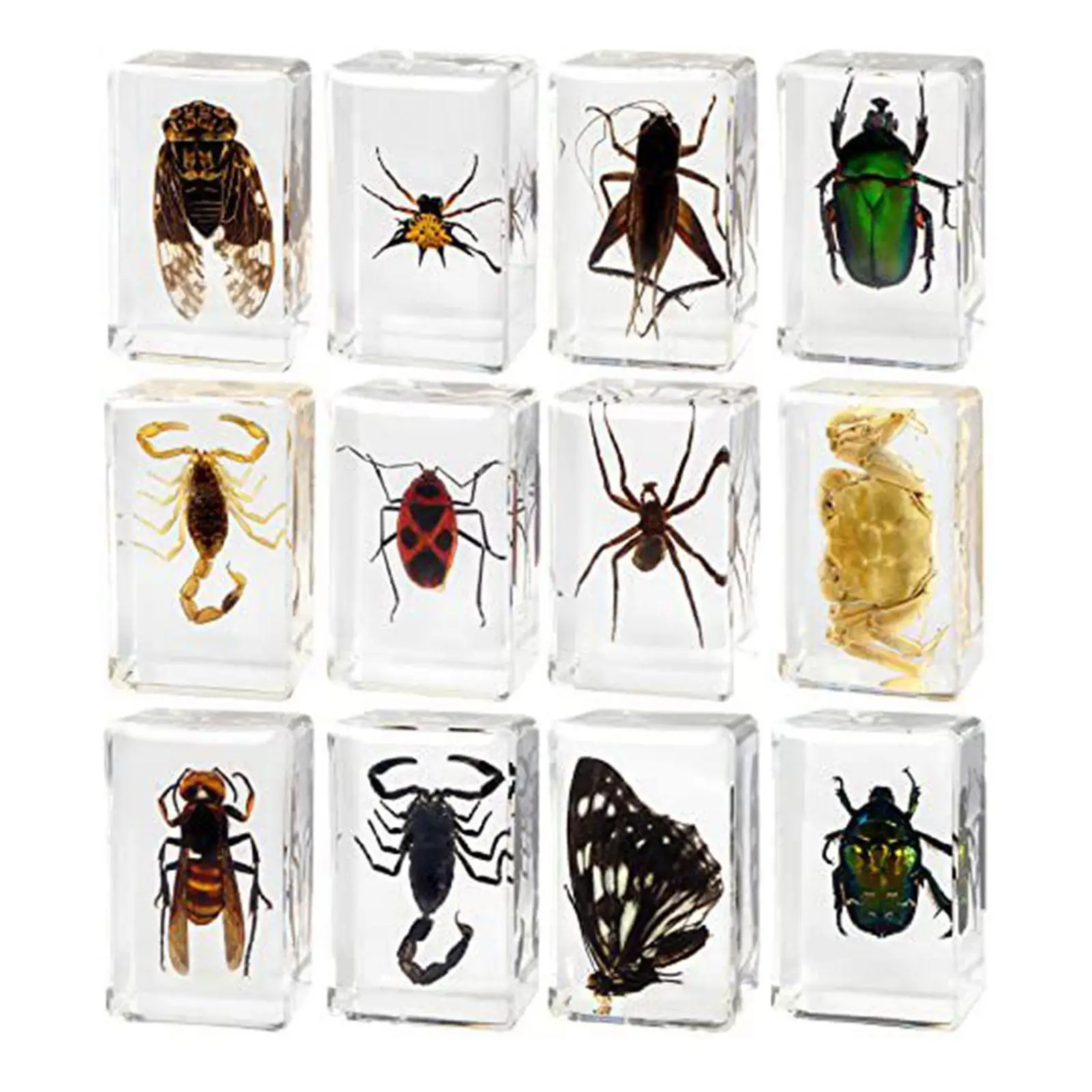 12 Pieces Animal in Resin Collection Desktop Ornament Early Learning Educational Toy for Classroom Gifts Children Home Kids