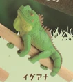 Iguana