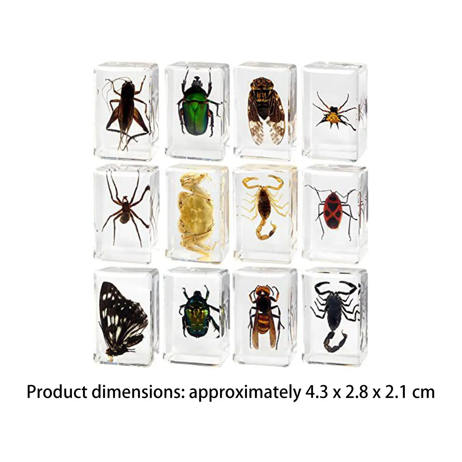 12 Pieces Animal in Resin Collection Desktop Ornament Early Learning Educational Toy for Classroom Gifts Children Home Kids
