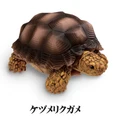Spurred tortoise