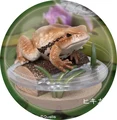toad