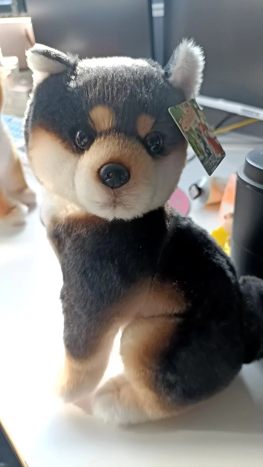 black Shiba Inu