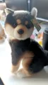 black Shiba Inu